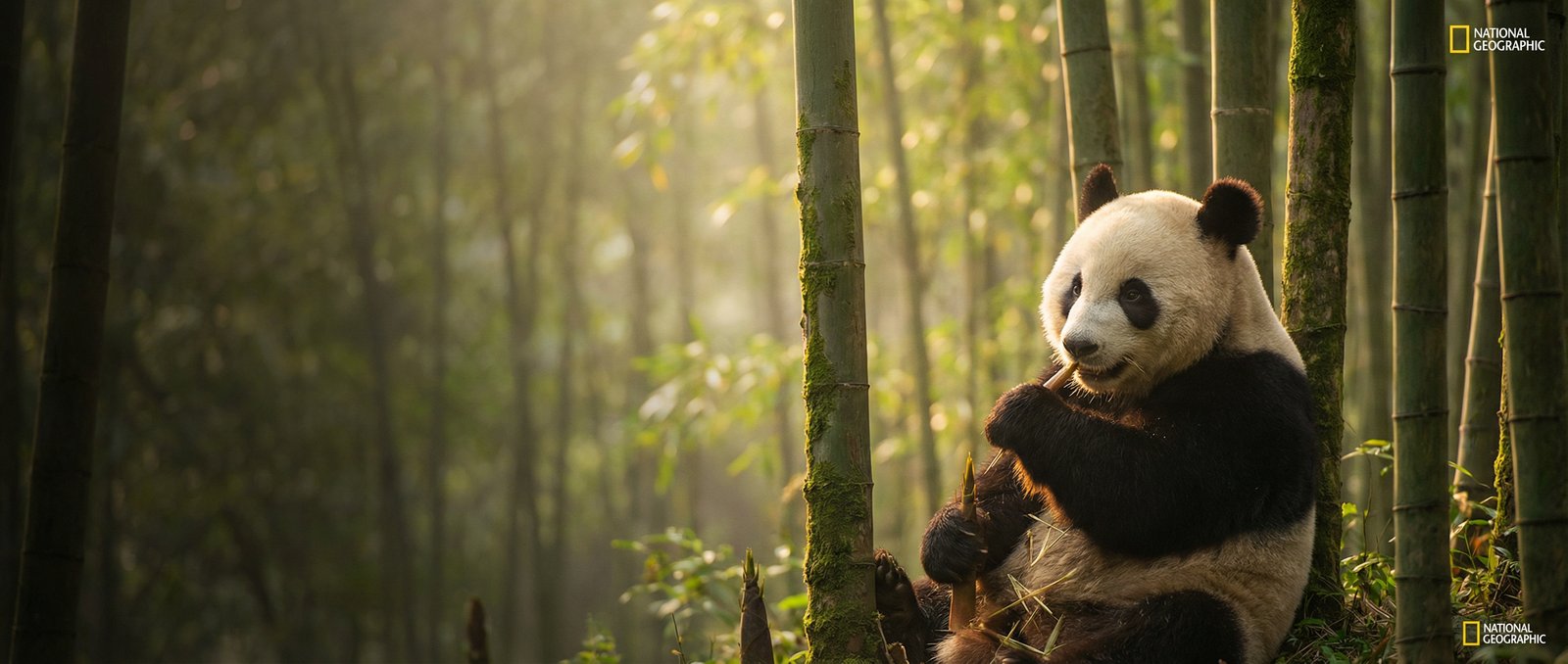 幼女漫画动物写真与视频社区